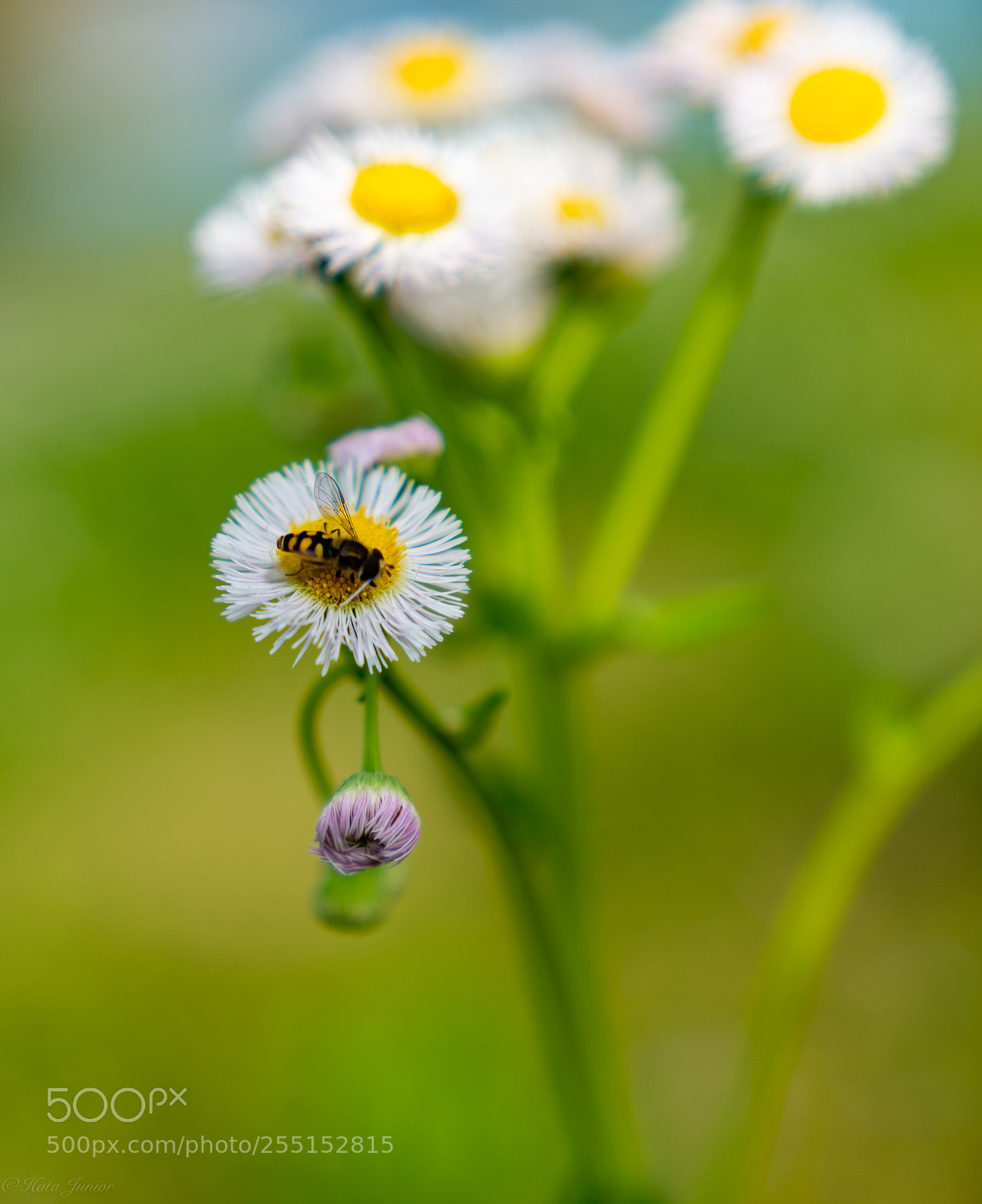 Sony a7R III sample photo. Just working... photography