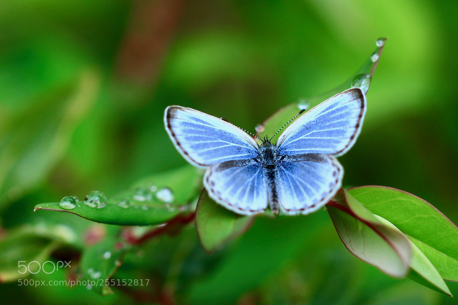 Canon EOS 700D (EOS Rebel T5i / EOS Kiss X7i) sample photo. After the rain... photography