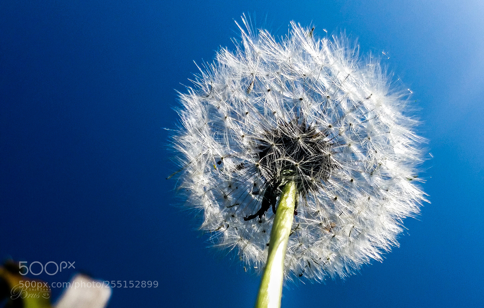 Samsung Galaxy S5 sample photo. Some see a weed photography