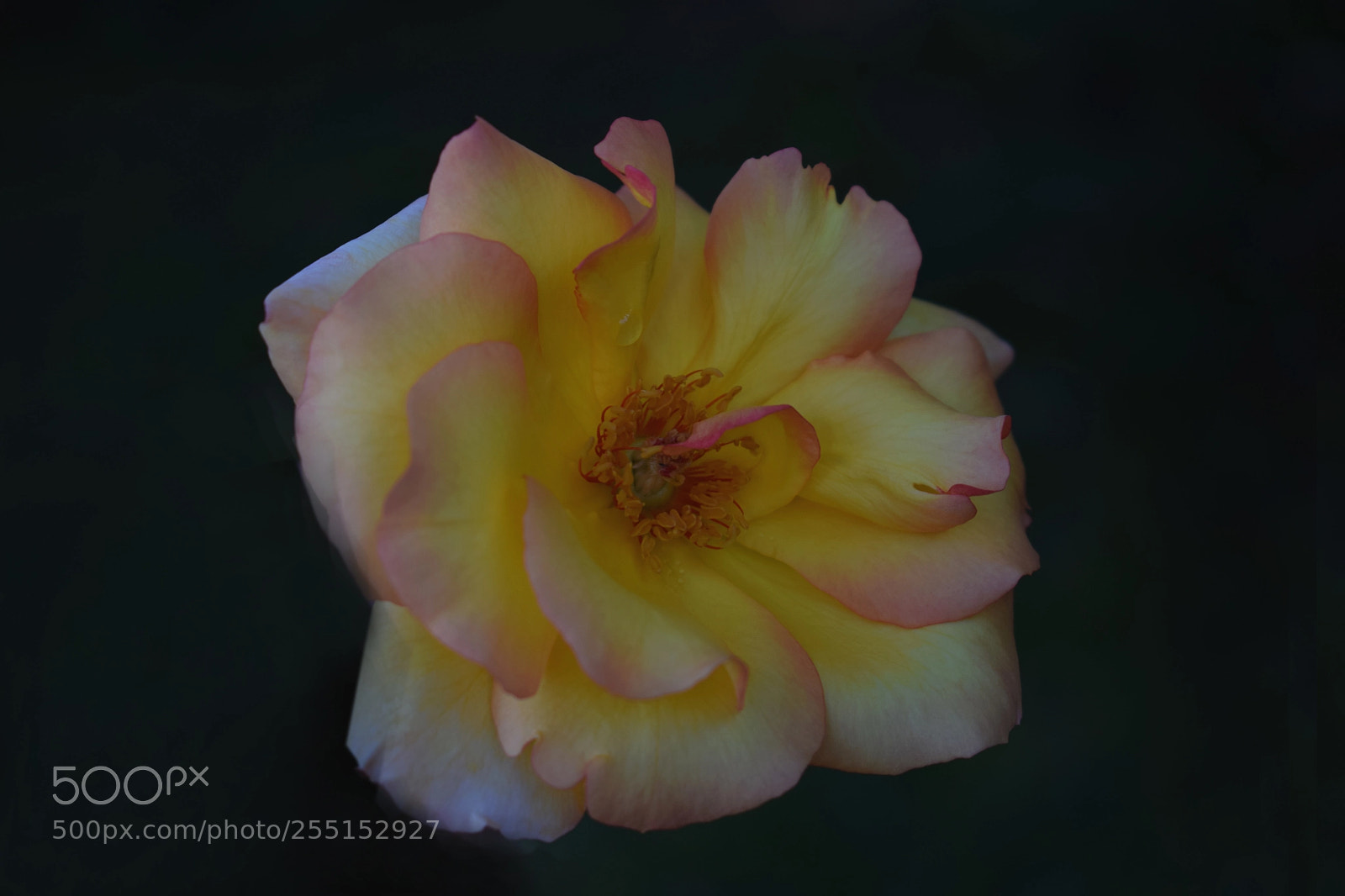 Nikon D3300 sample photo. Una rosa photography