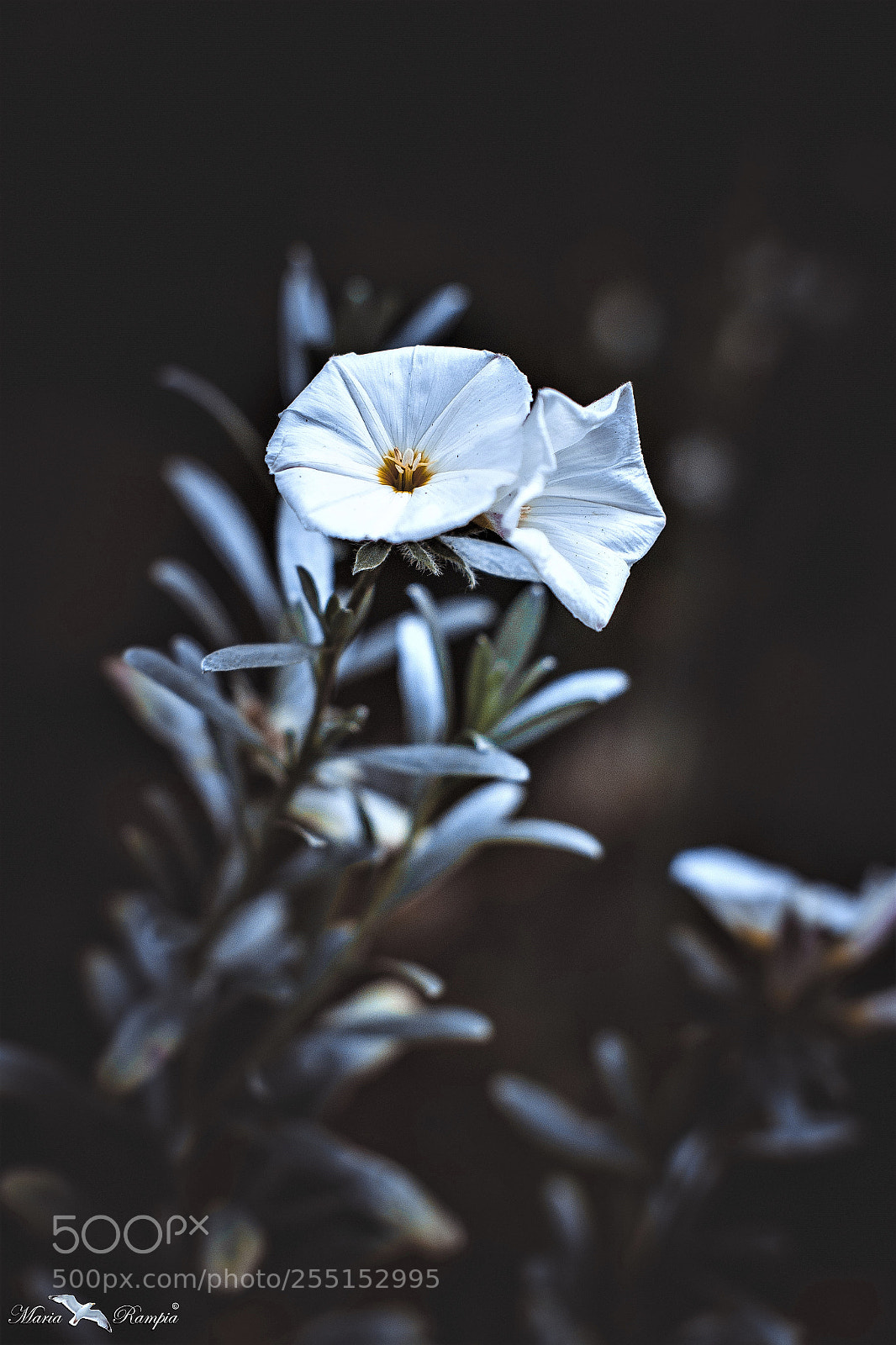Canon EOS 70D sample photo. Couple photography