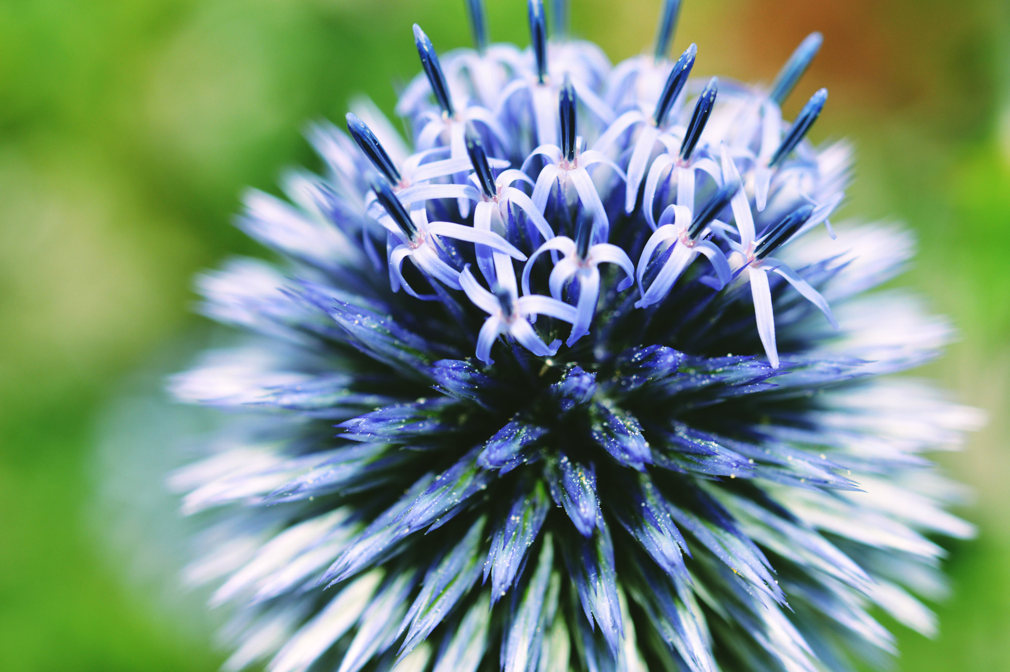 Nikon AF-S Micro-Nikkor 60mm F2.8G ED sample photo. Almost in bloom photography