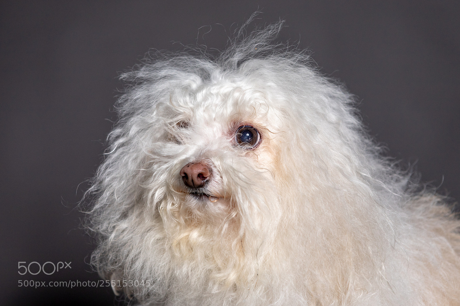 Canon EOS 6D Mark II sample photo. Bolognese dog portrait in photography
