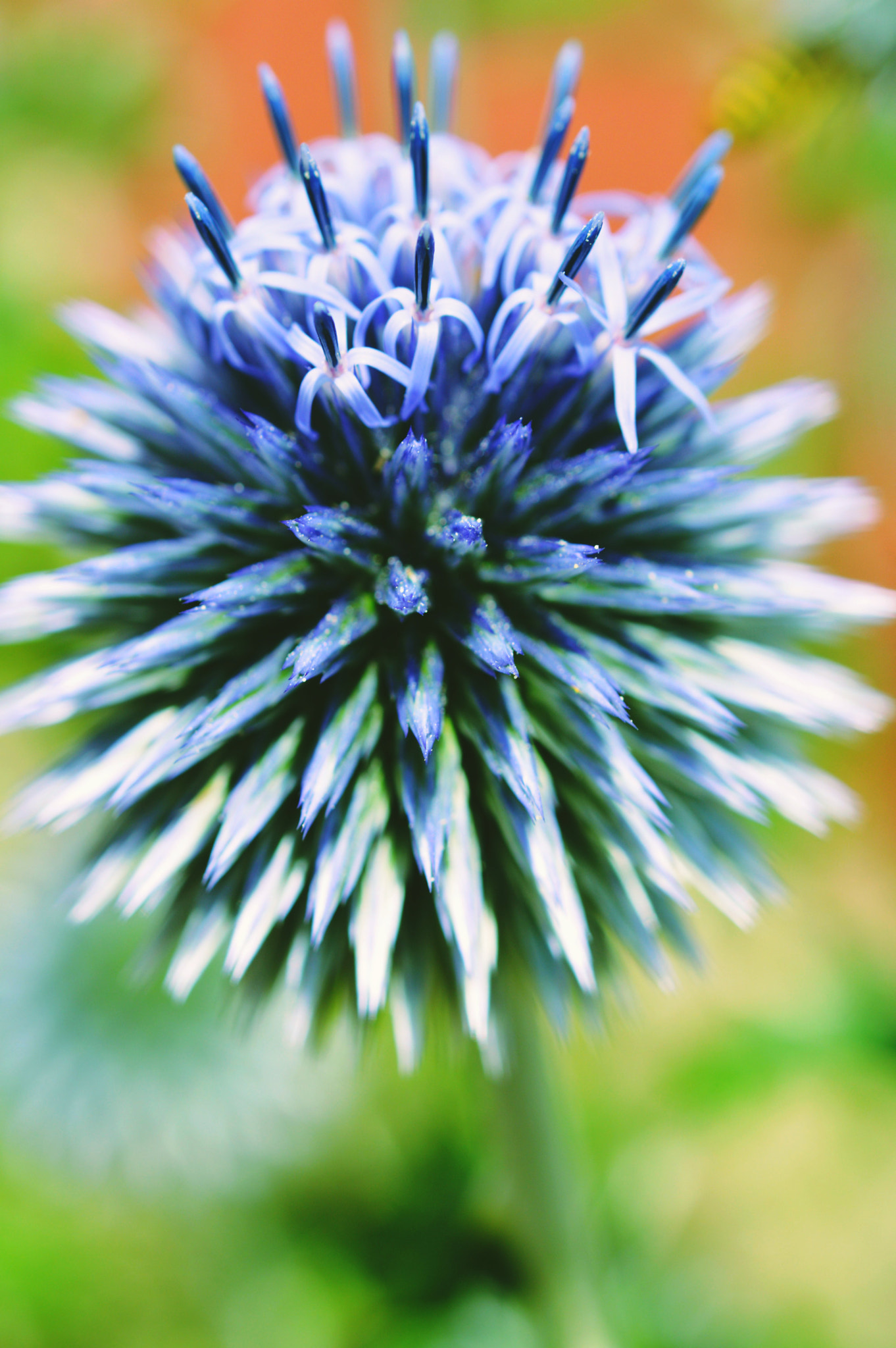 Nikon AF-S Micro-Nikkor 60mm F2.8G ED sample photo. Looks almost like a cactus photography