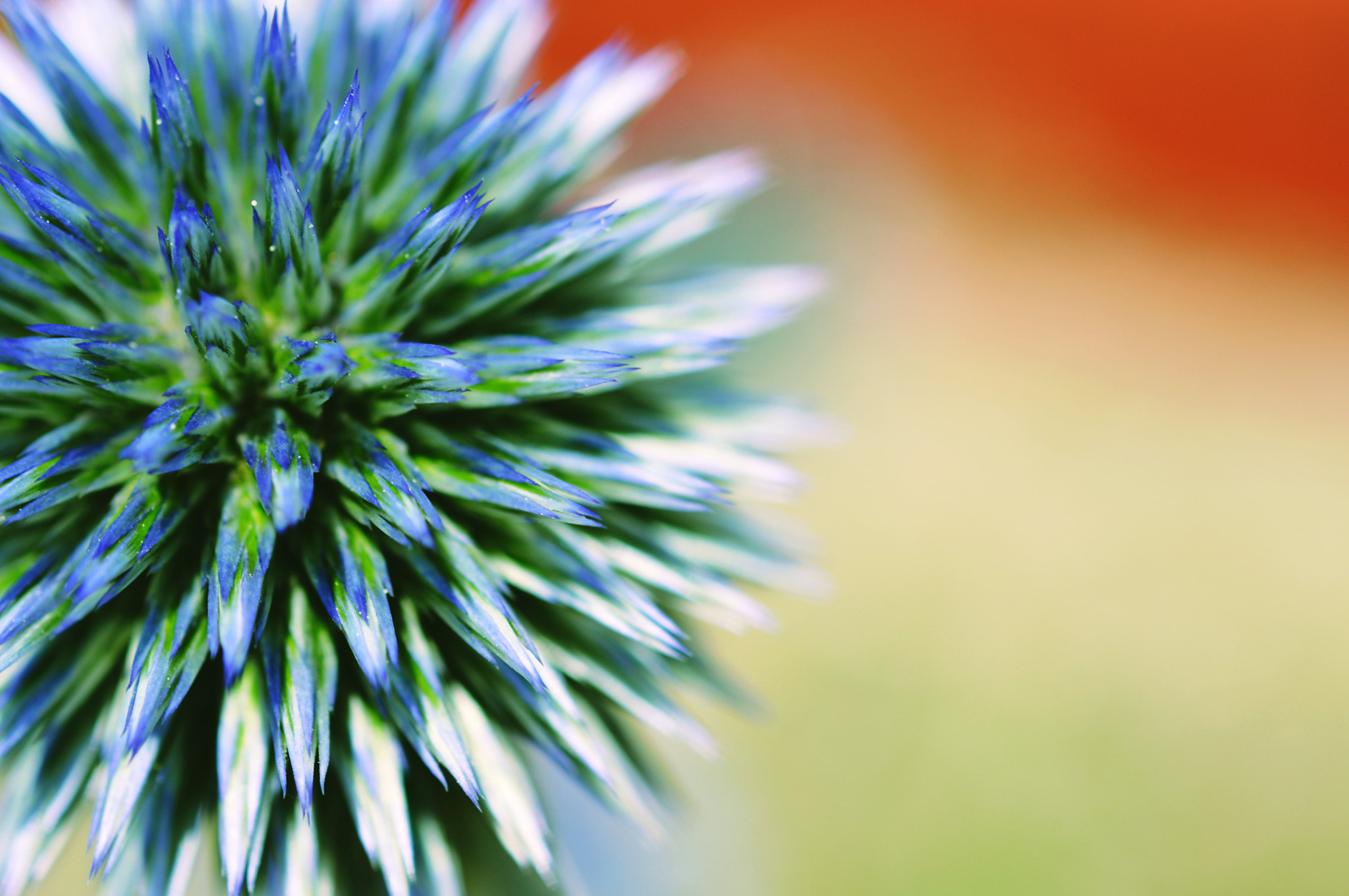 Nikon AF-S Micro-Nikkor 60mm F2.8G ED sample photo. A cactus.. photography