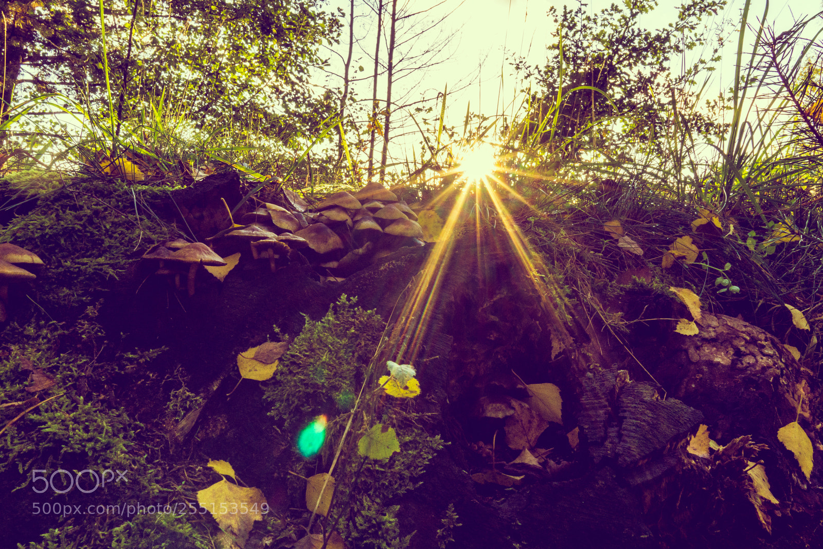 Sony a6000 sample photo. Dsc photography