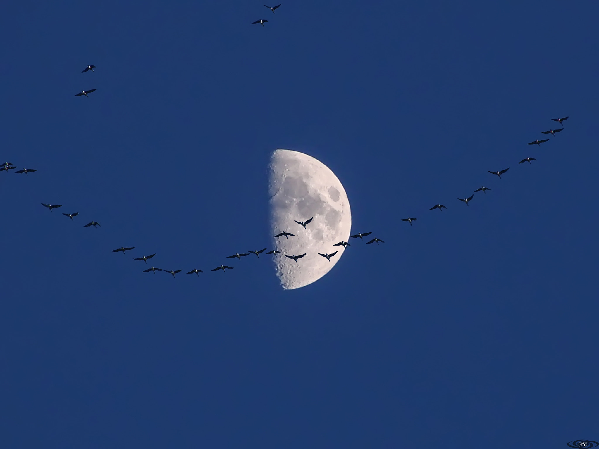 Sony DSC-H5 sample photo. Lunar geese photography