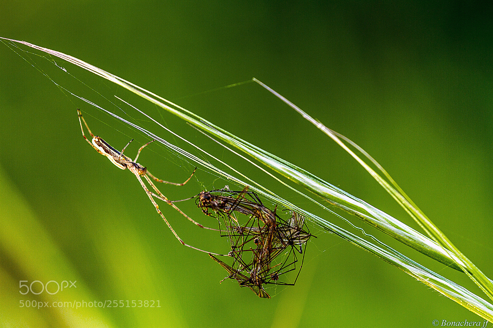Canon EOS 7D sample photo. Meal time photography