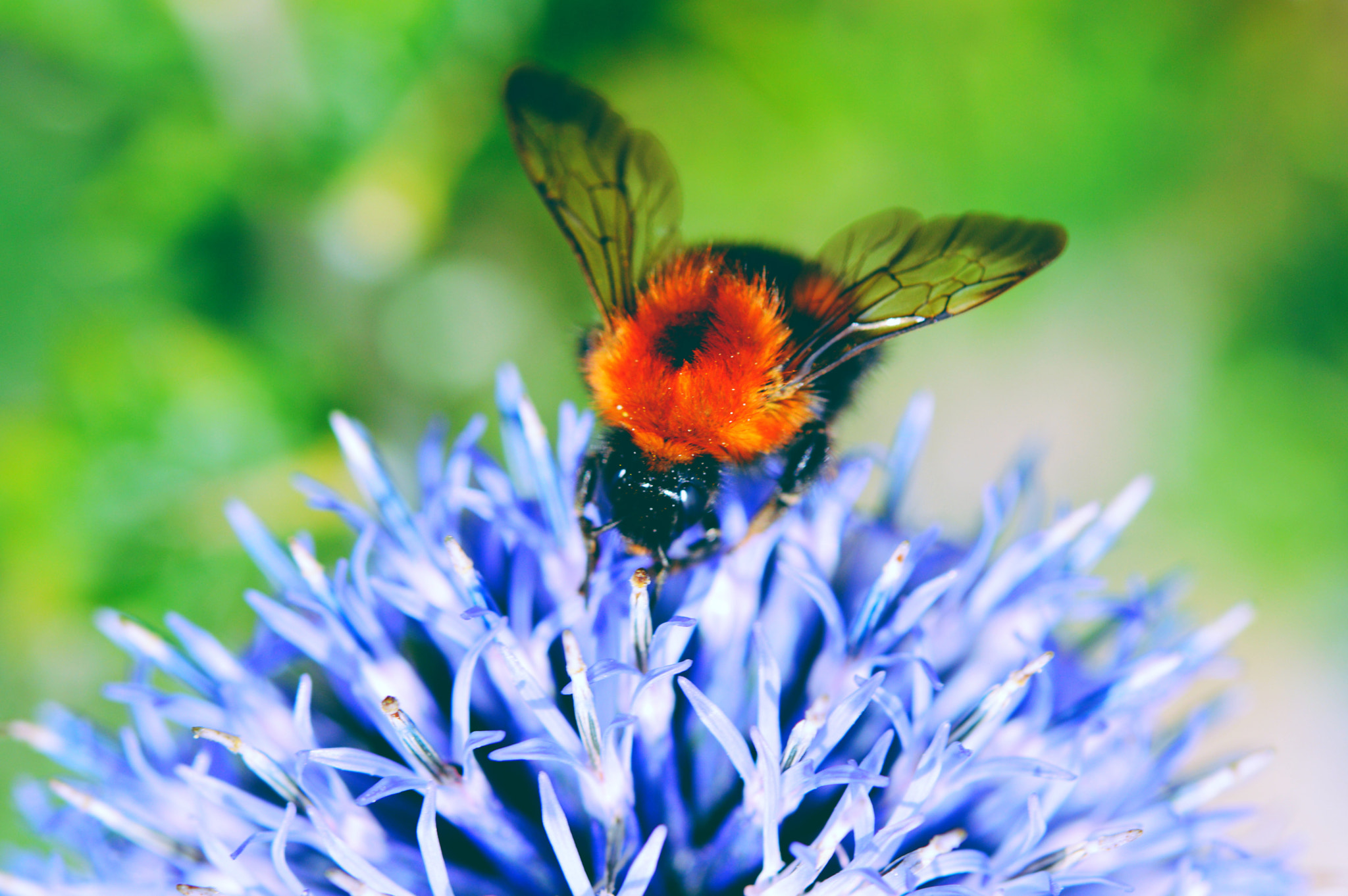 Nikon AF-S Micro-Nikkor 60mm F2.8G ED sample photo. Spread your wings photography