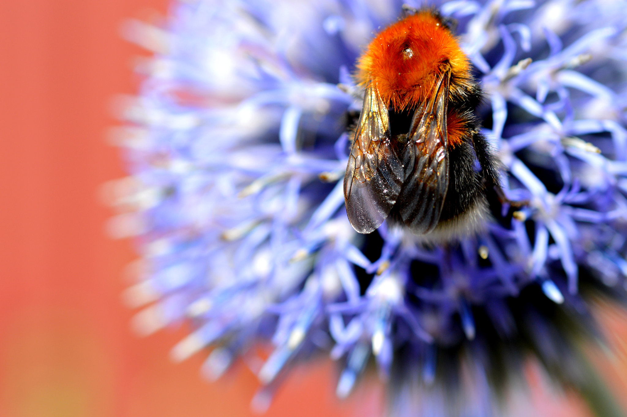 Nikon AF-S Micro-Nikkor 60mm F2.8G ED sample photo. Or just stay where you are photography