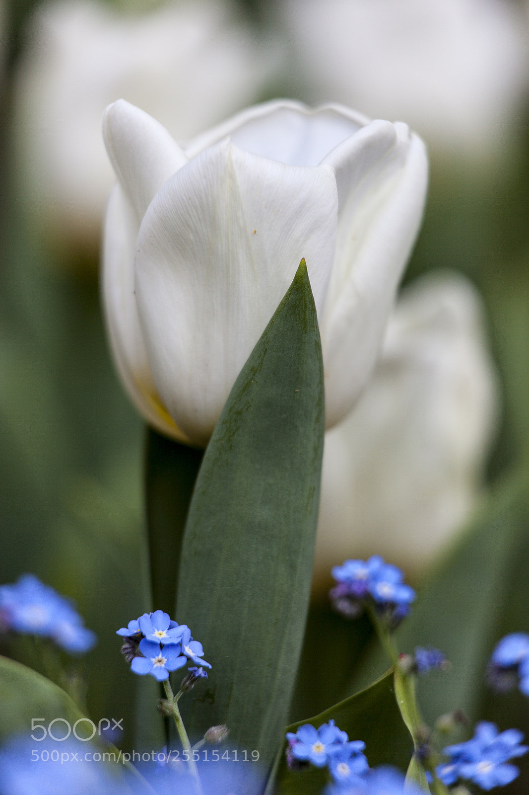 Canon EOS 5D Mark II sample photo. Img photography