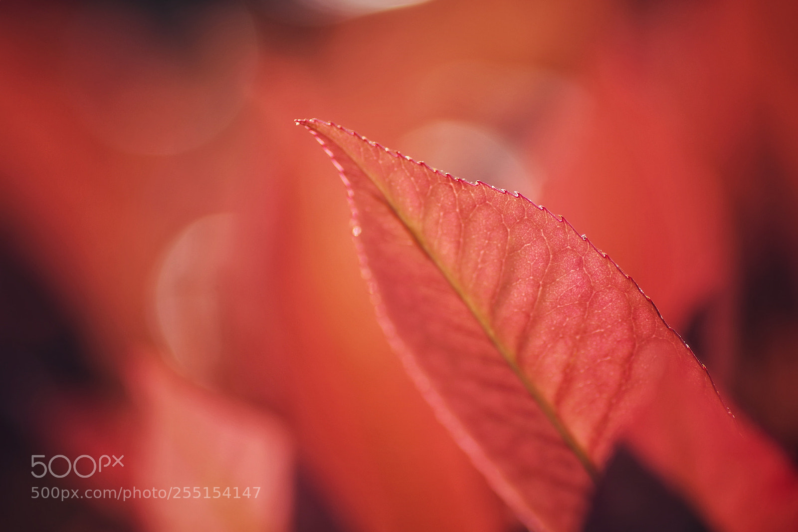 Pentax K-S2 sample photo. En rouge et noir photography