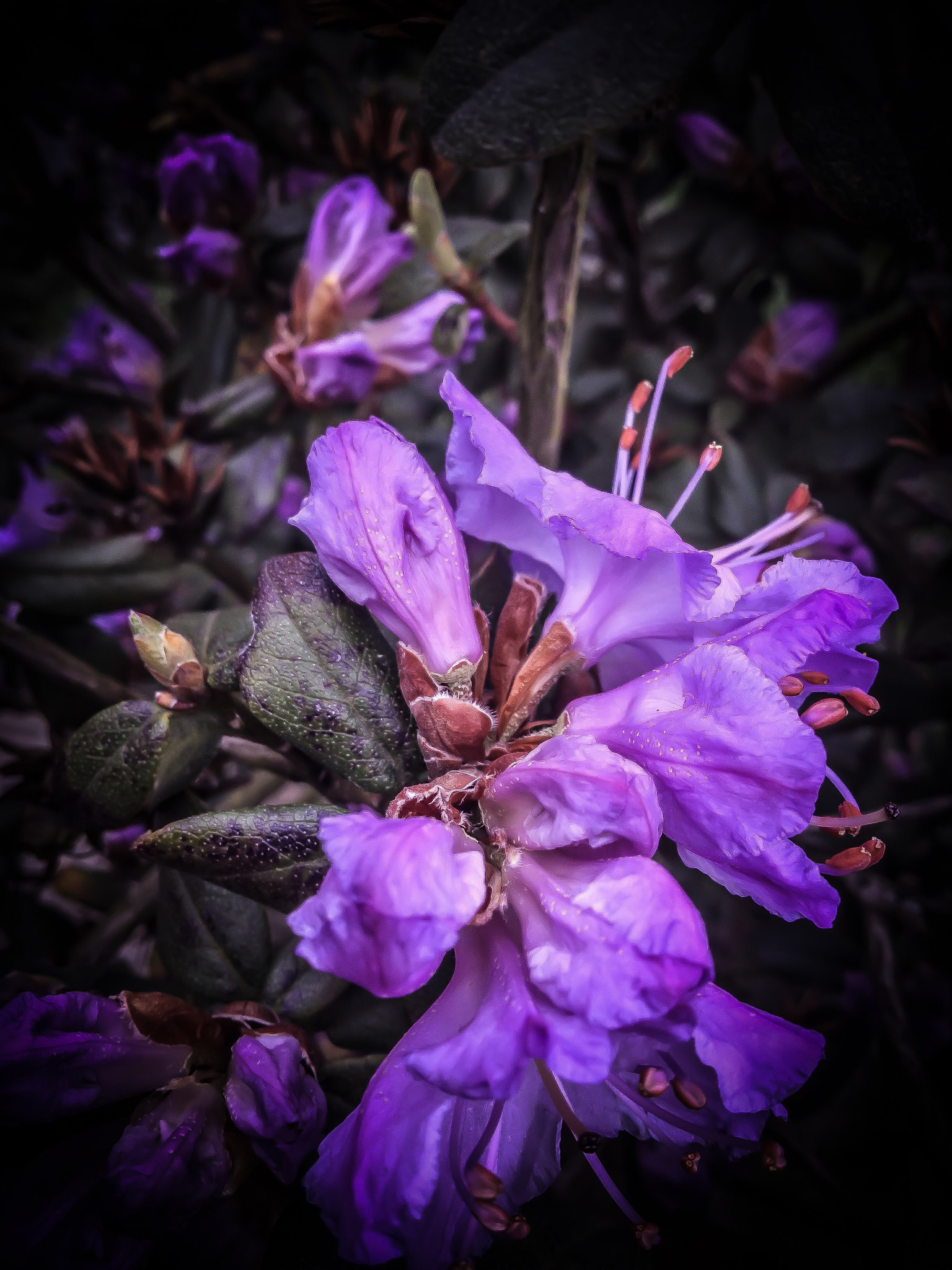 Apple iPad Air 2 sample photo. Purple flower photography