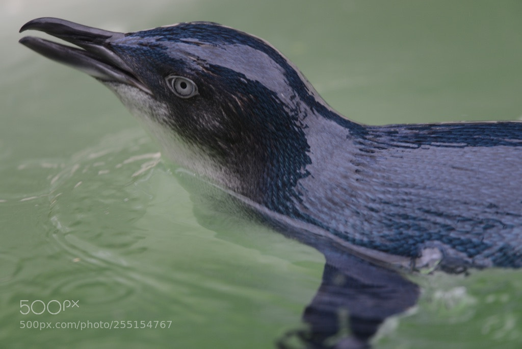 Nikon D600 sample photo. Blue penguin photography