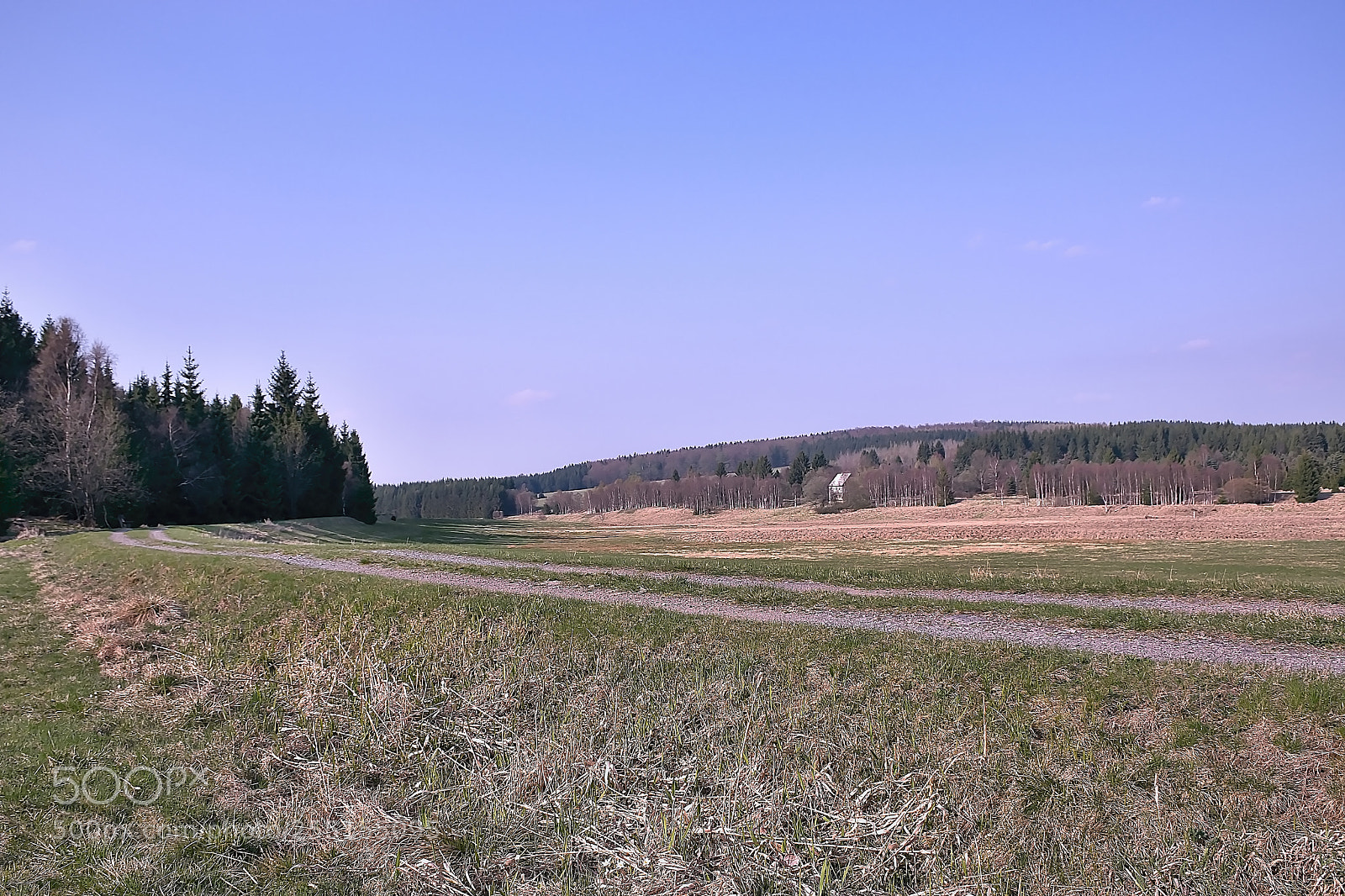 Nikon D5300 sample photo. Path in spring ore photography