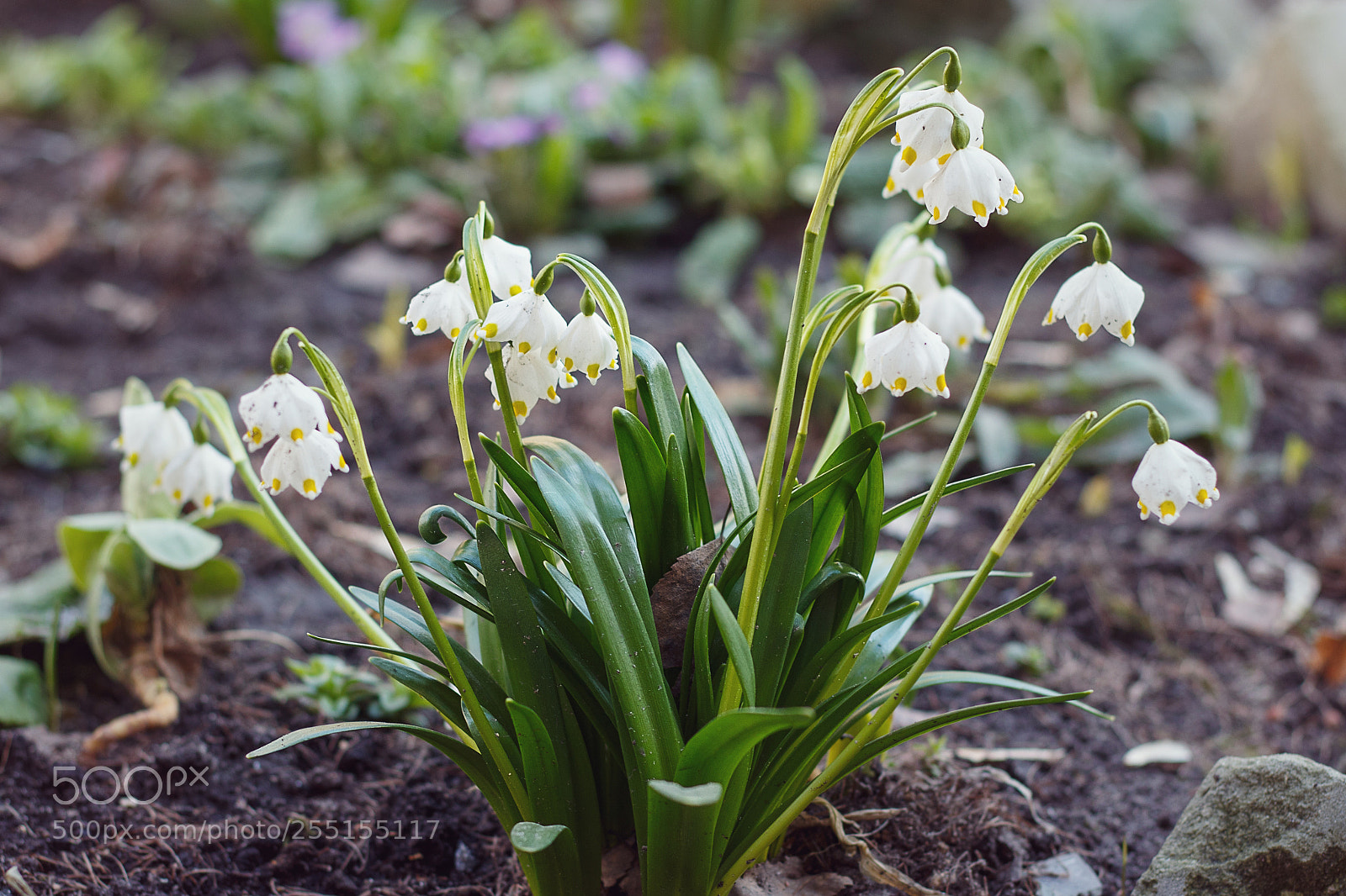 Canon EOS 700D (EOS Rebel T5i / EOS Kiss X7i) sample photo. Springtime photography