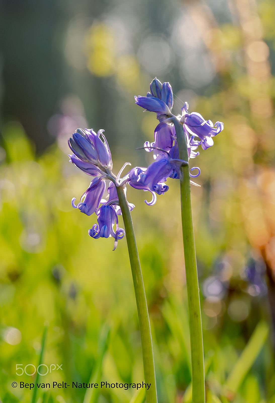 Sigma 105mm F2.8 EX DG OS HSM sample photo. Colourful spring photography