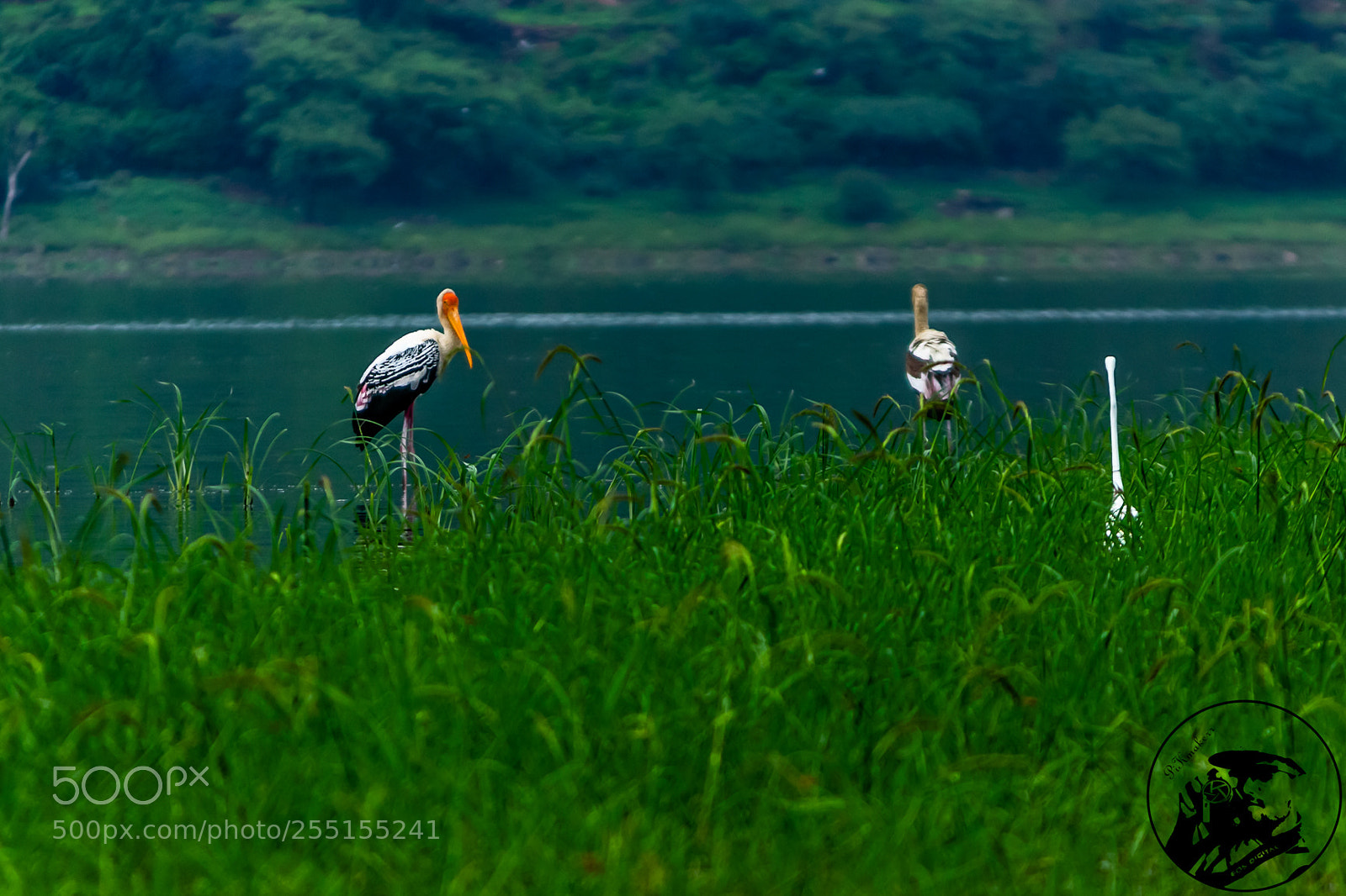 Canon EOS 700D (EOS Rebel T5i / EOS Kiss X7i) sample photo. Birds photography