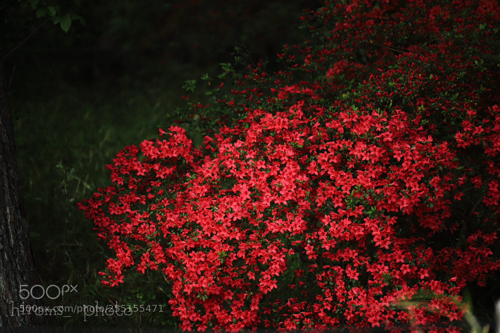 Canon EOS 6D Mark II sample photo. Untitled photography