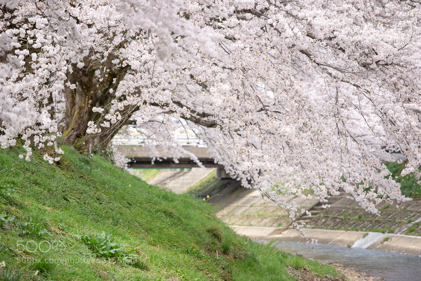 Nikon D600 sample photo. Sakura tree photography