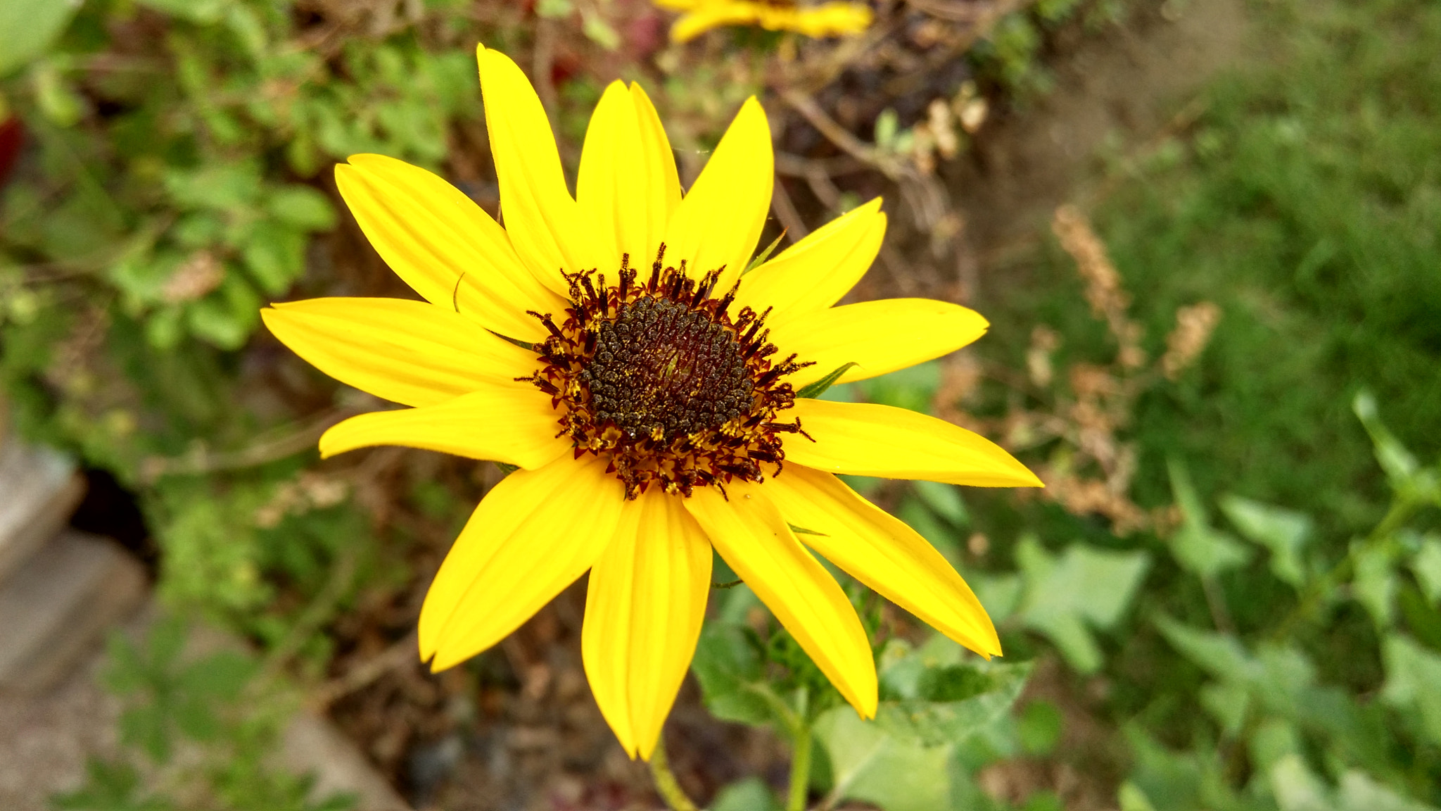 Xiaomi MI3 sample photo. Sunflower photography