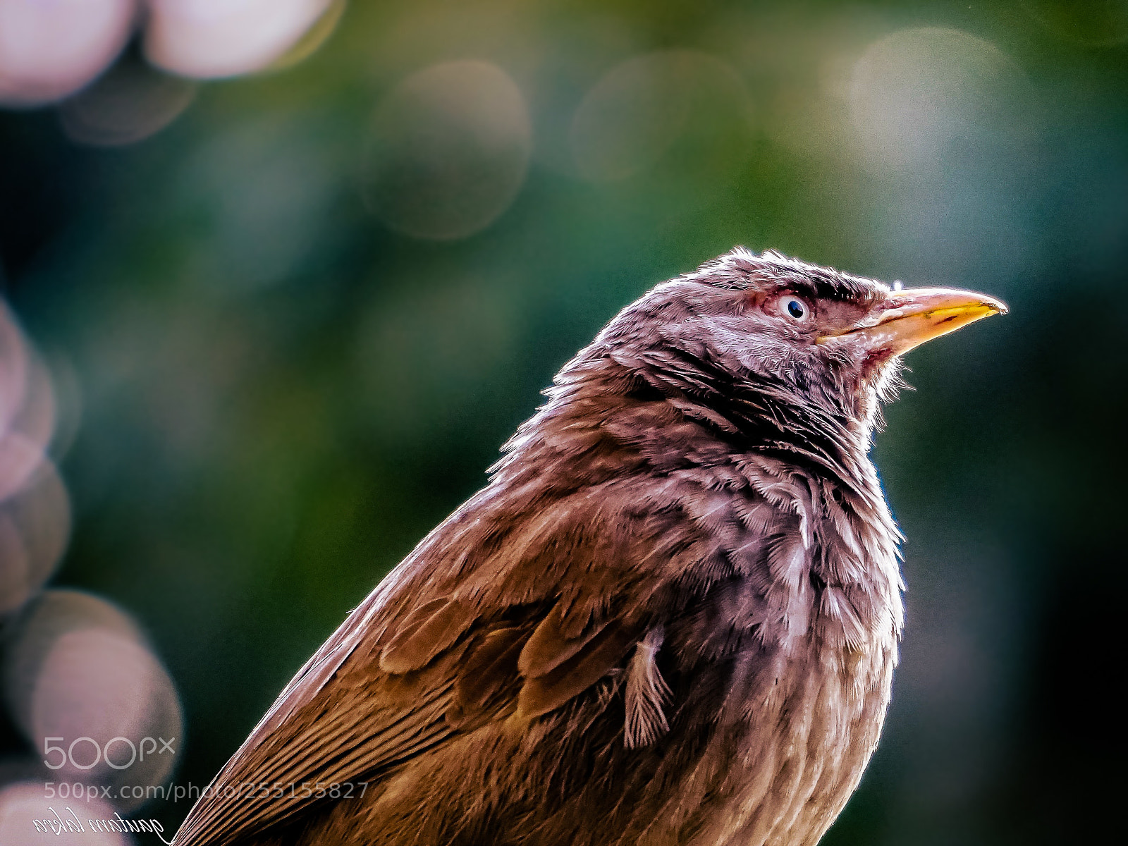 Sony a6000 sample photo. 136.jpg photography