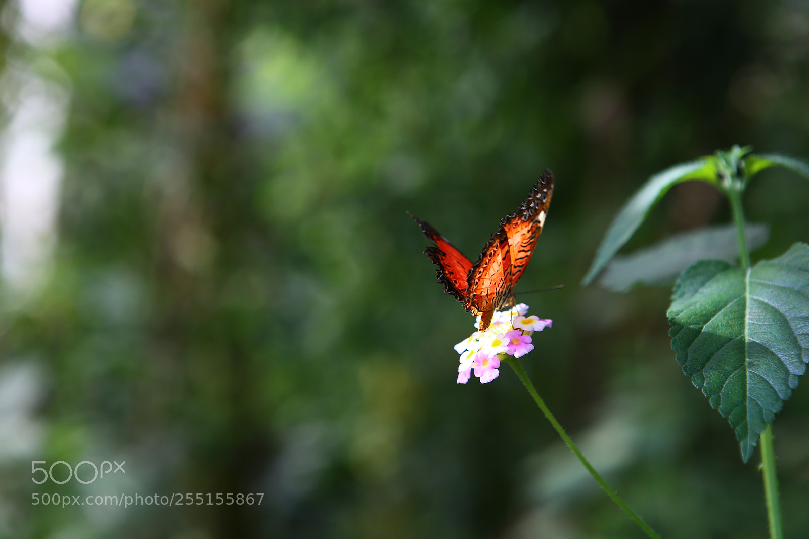Canon EOS 6D + Canon EF 24-70mm F2.8L USM sample photo. Img photography