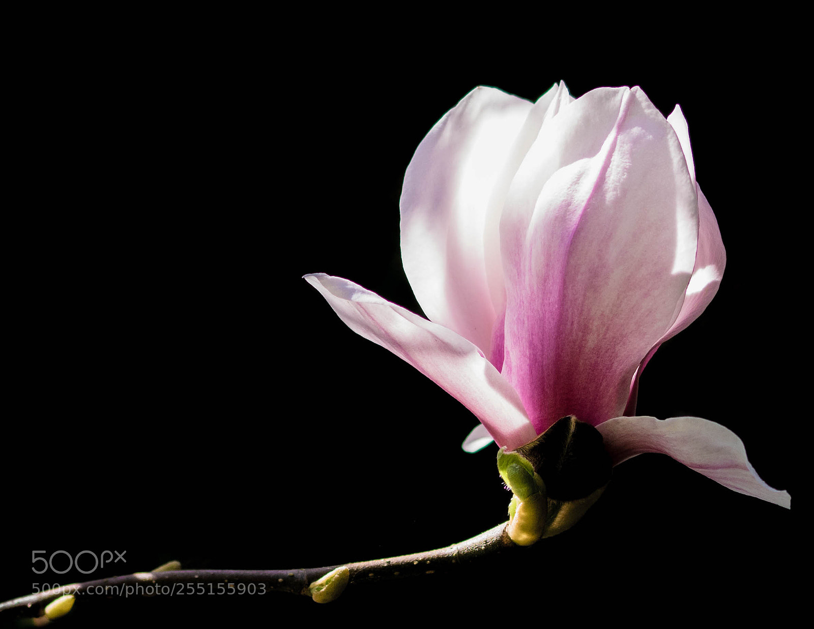 Nikon D5300 sample photo. Saucer magnolia photography