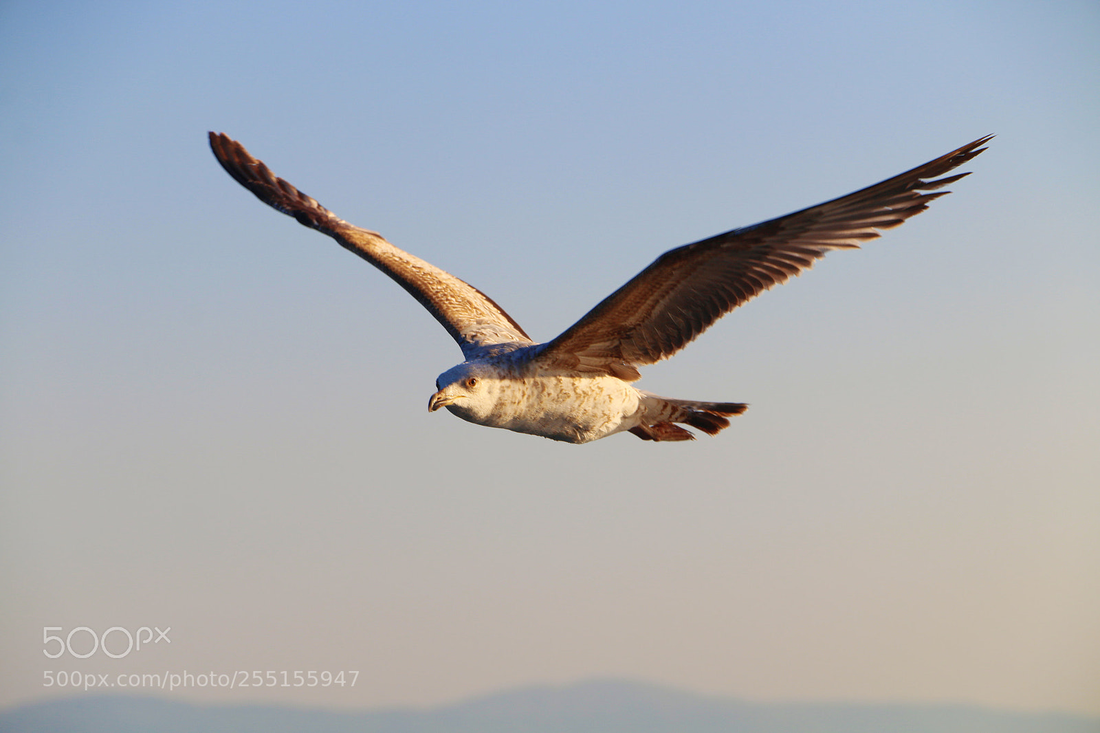 Canon EOS 70D sample photo. Seagull looks free photography