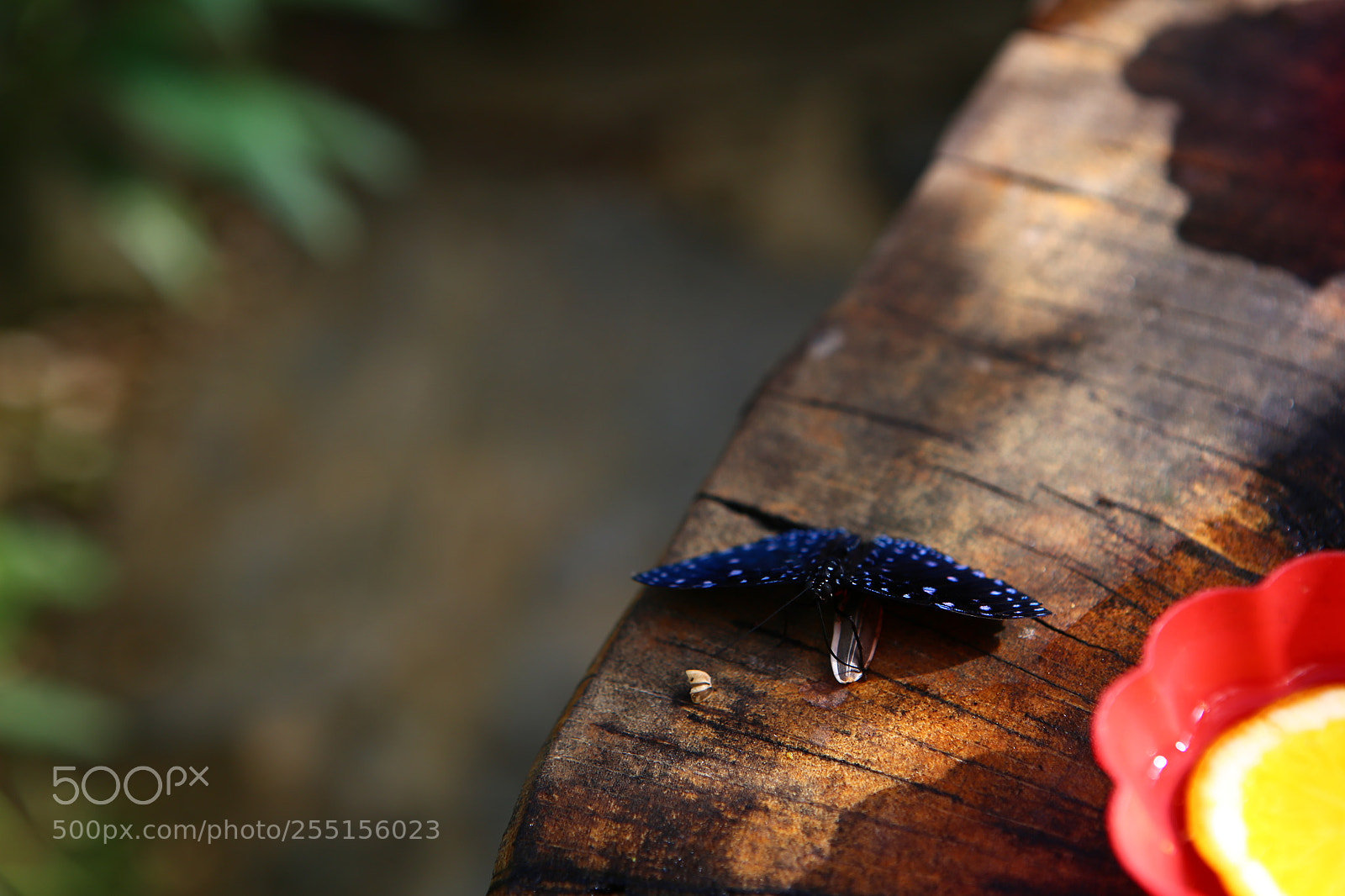 Canon EOS 6D + Canon EF 24-70mm F2.8L USM sample photo. Img photography