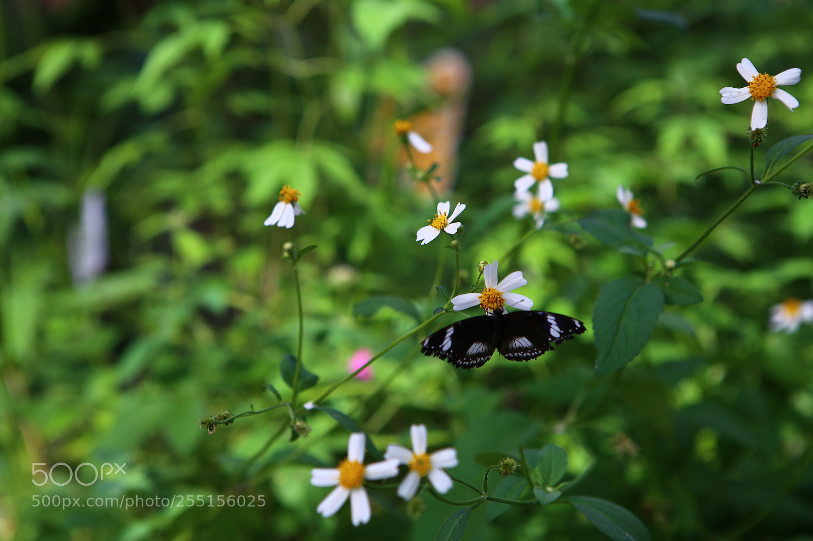 Canon EOS 6D + Canon EF 24-70mm F2.8L USM sample photo. Img photography