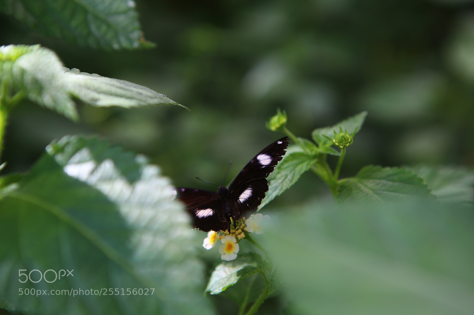 Canon EOS 6D + Canon EF 24-70mm F2.8L USM sample photo. Img photography