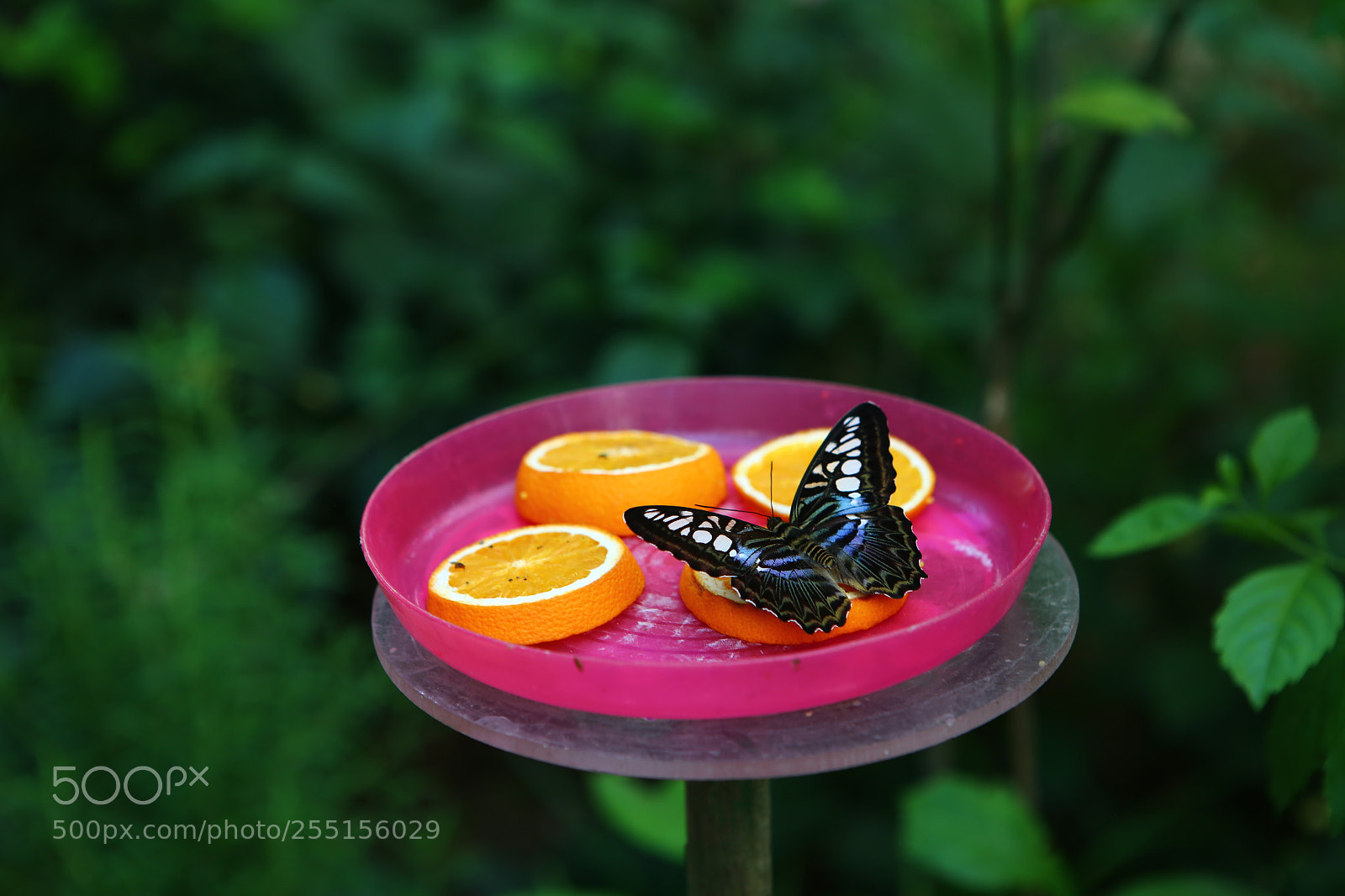 Canon EOS 6D + Canon EF 24-70mm F2.8L USM sample photo. Img photography