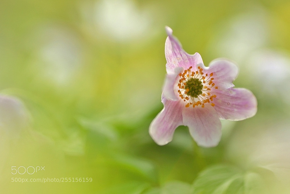 Canon EOS 700D (EOS Rebel T5i / EOS Kiss X7i) sample photo. Ein rosa-r schen im photography