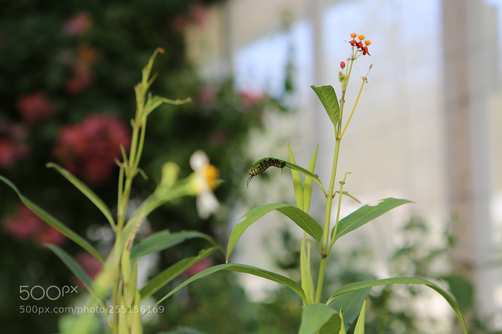 Canon EOS 6D + Canon EF 24-70mm F2.8L USM sample photo. Img photography