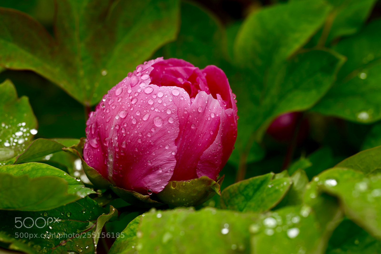 Leica SL (Typ 601) sample photo. Untitled photography