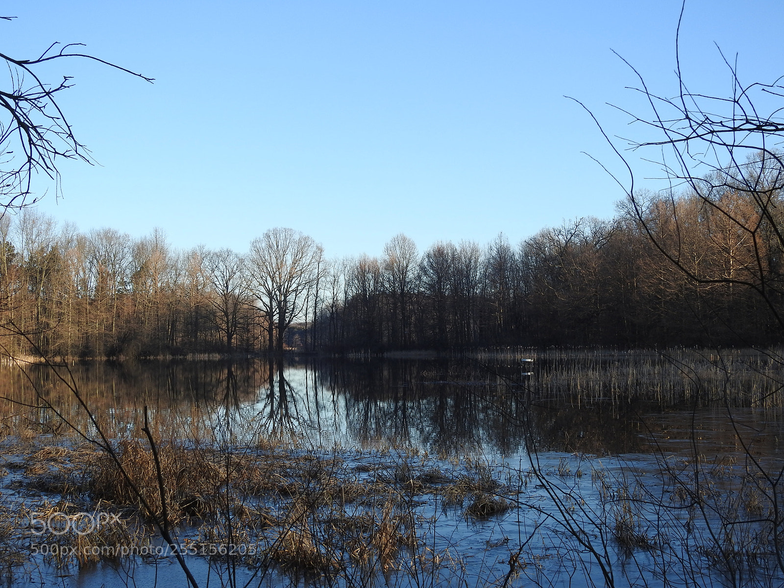 Nikon Coolpix P900 sample photo. Pond photography