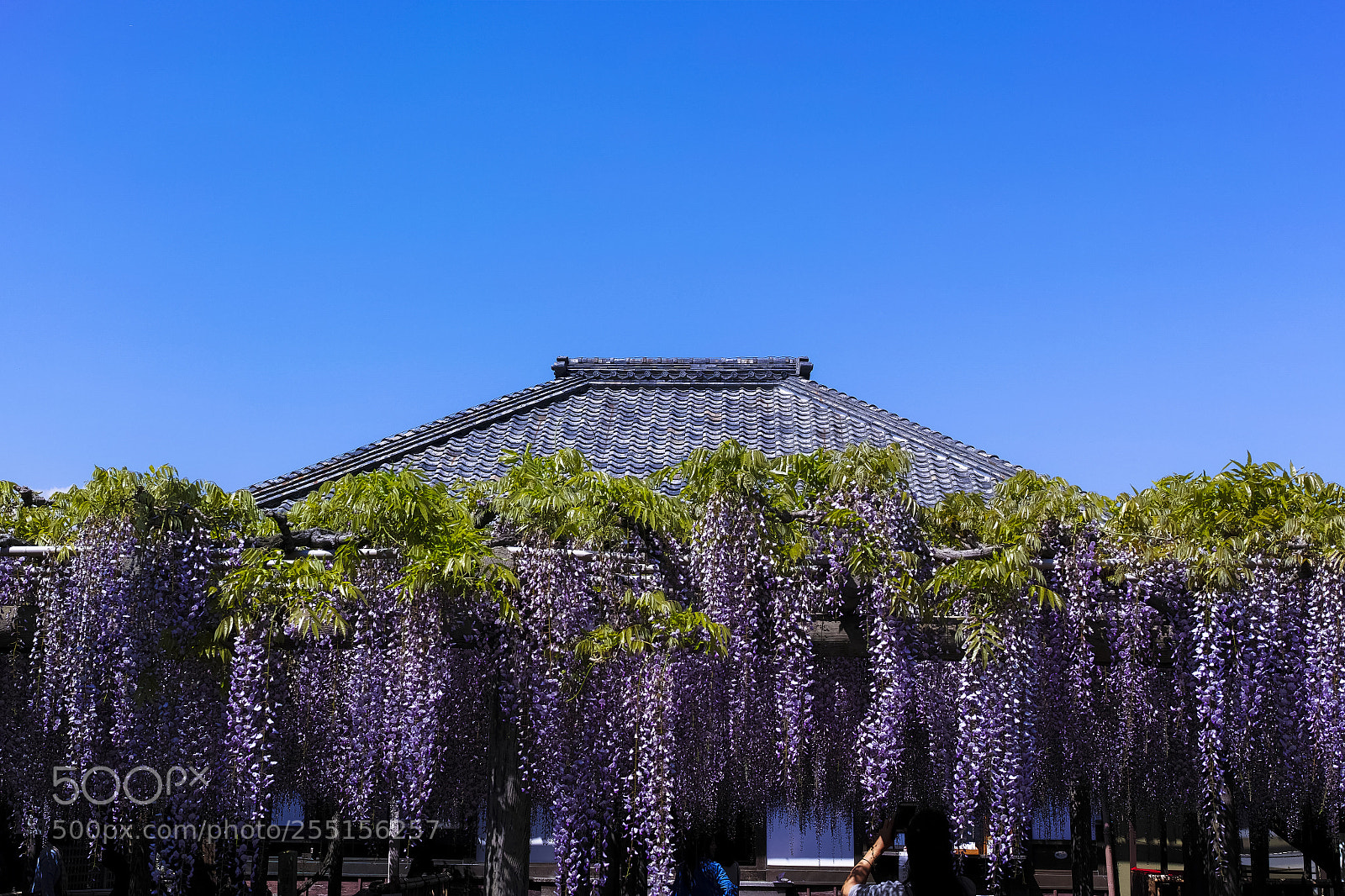 Sigma dp2 Quattro sample photo. Japanese wisteria #1 photography