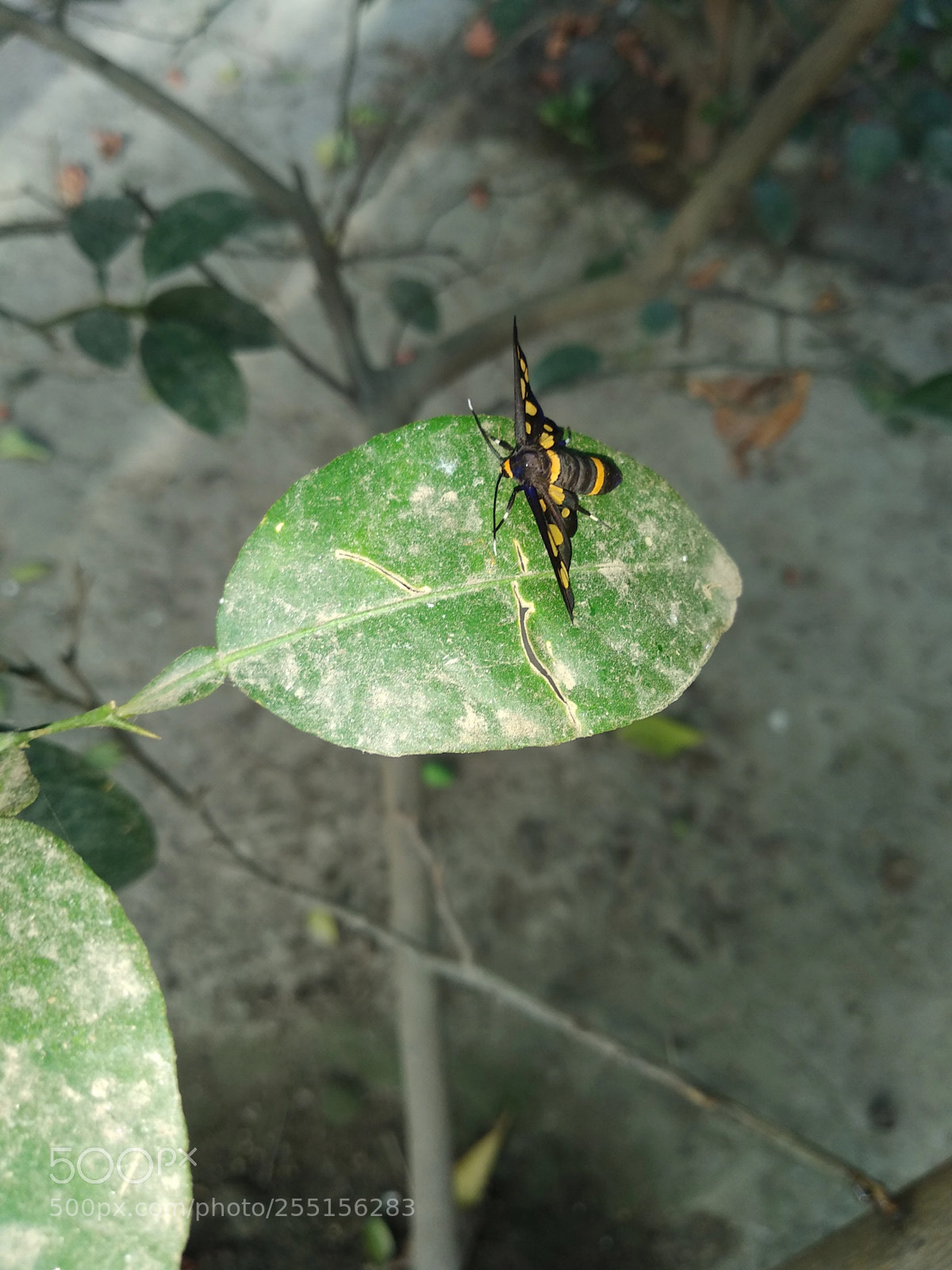 Xiaomi Redmi Note 5 sample photo. Untitled photography