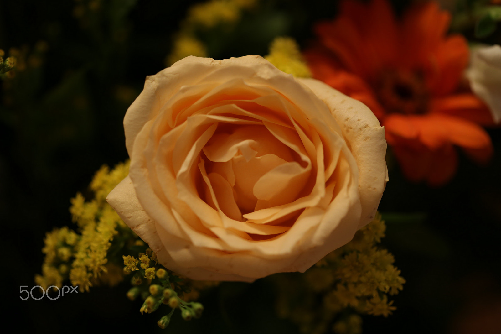 Canon EF 100mm F2.8 Macro USM sample photo. The pleasure of a pure rose photography
