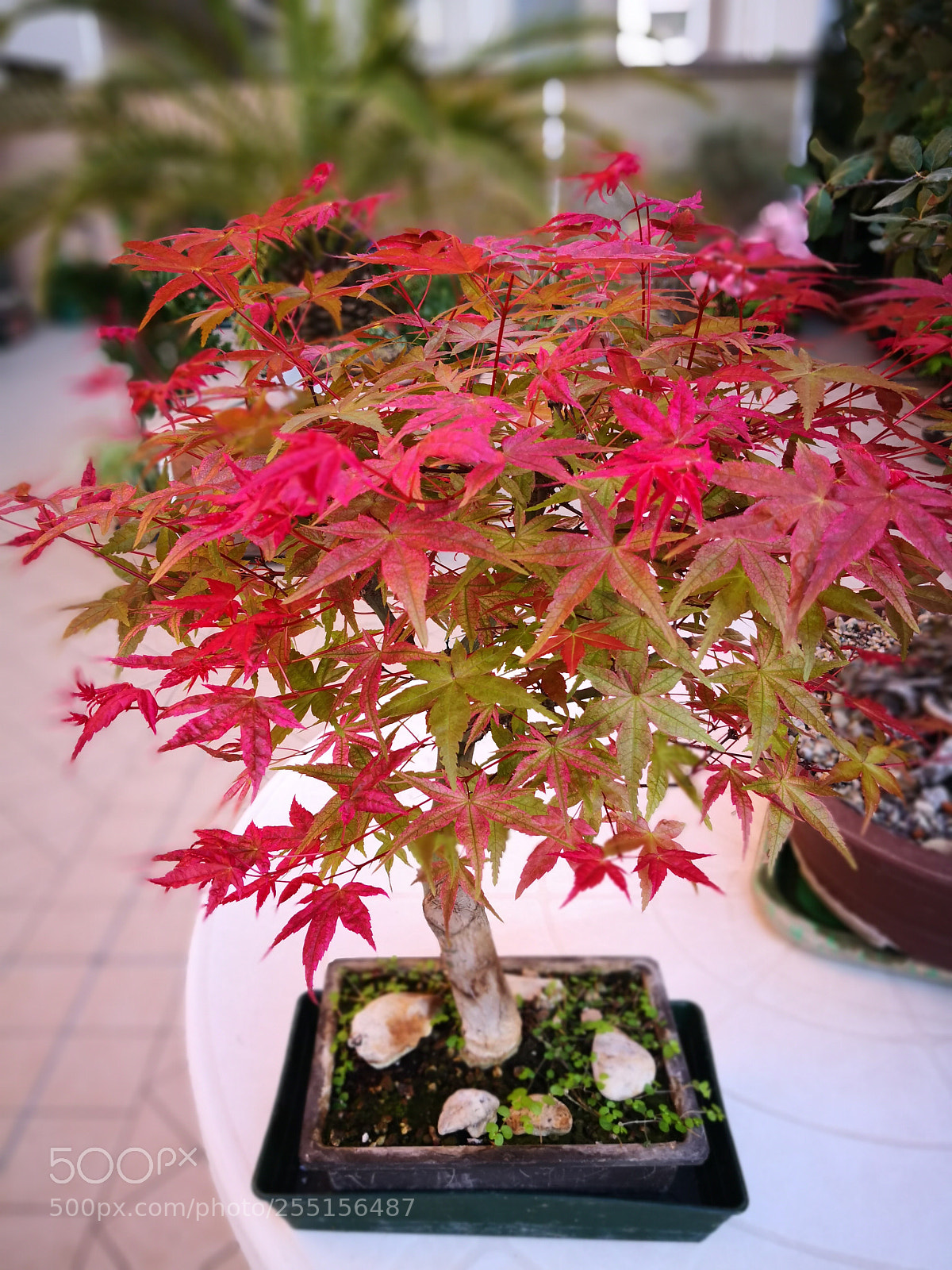 HUAWEI Mate 10 Pro sample photo. Untitled photography