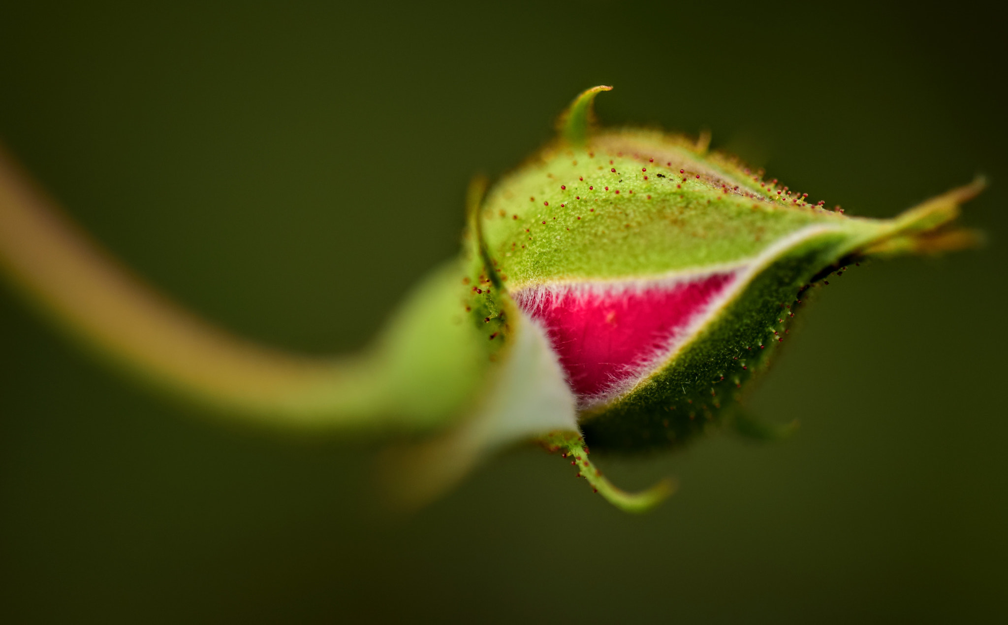 Nikon D5300 sample photo. Rosebud photography