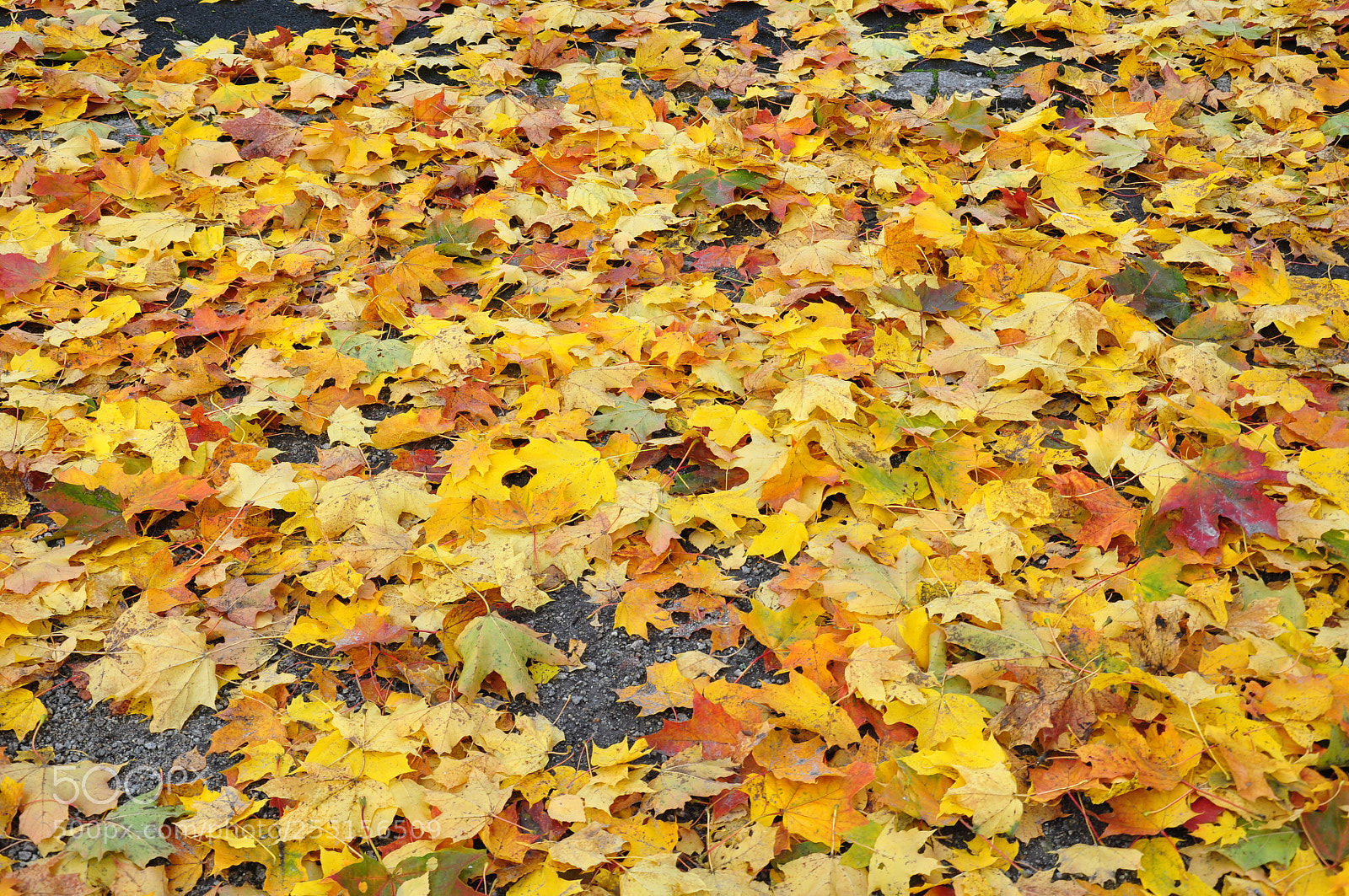 Nikon D90 sample photo. Colorful autumn photography