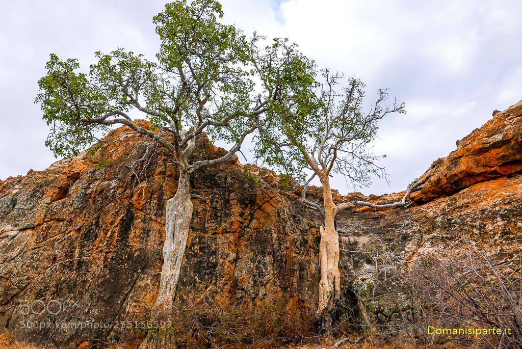 Panasonic Lumix DMC-LX100 sample photo. Mapungubwe national park.jpg photography