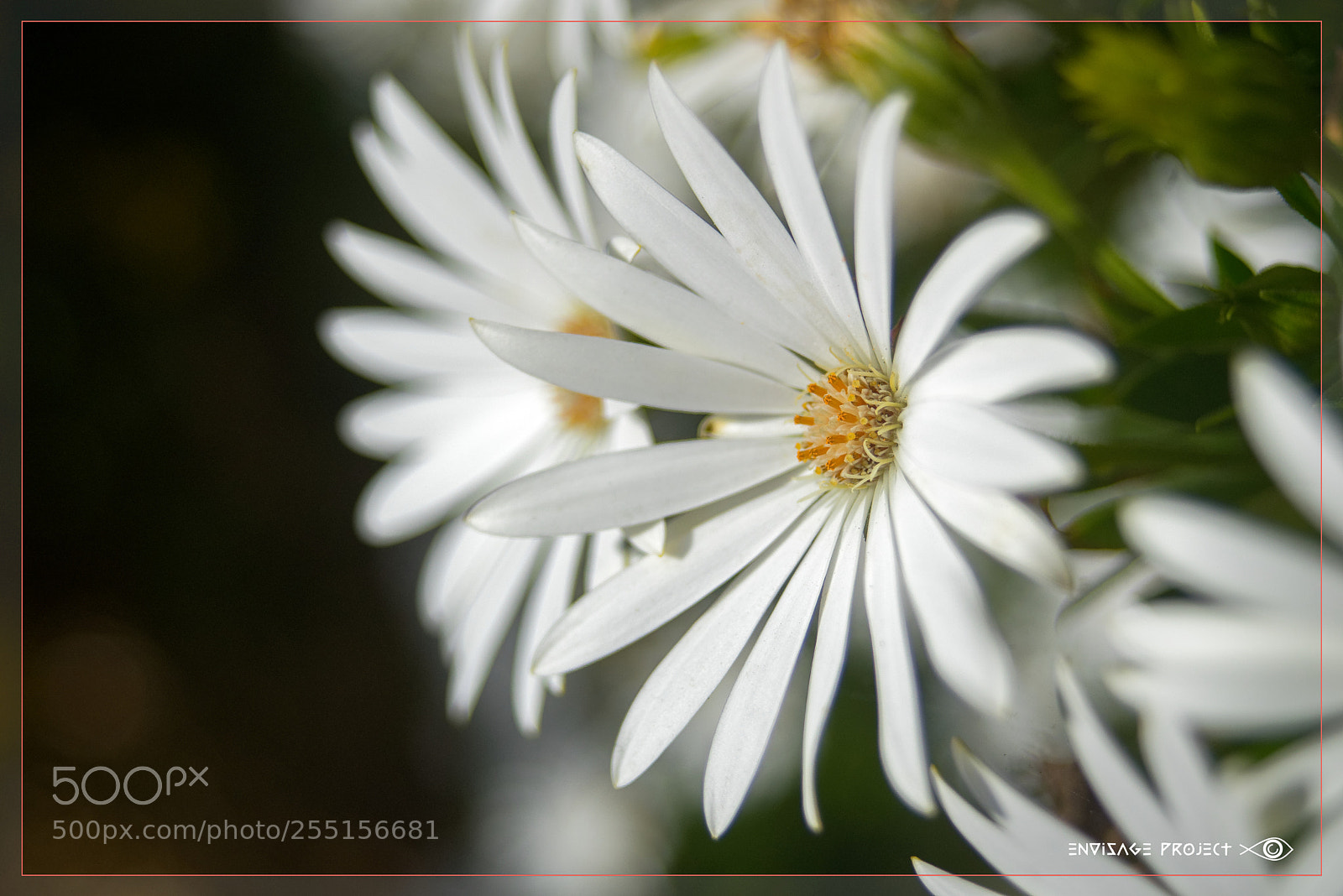 Sony a7R sample photo. In and out white photography