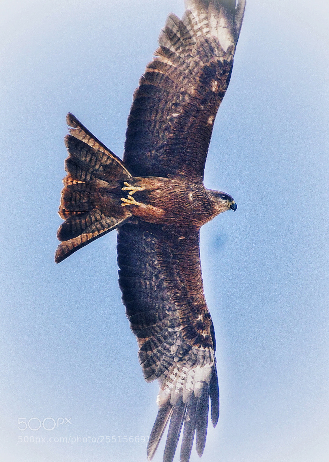 Sony SLT-A58 sample photo. Kite photography