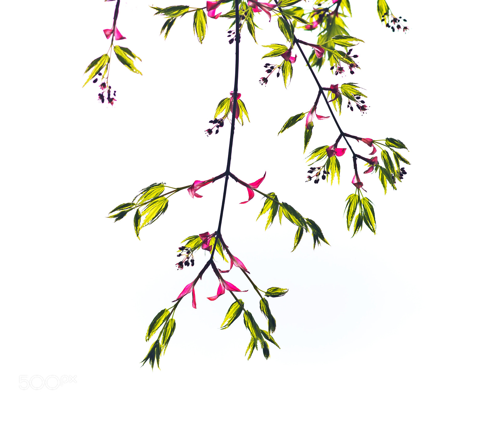 Canon EOS 60D sample photo. Maple flower photography