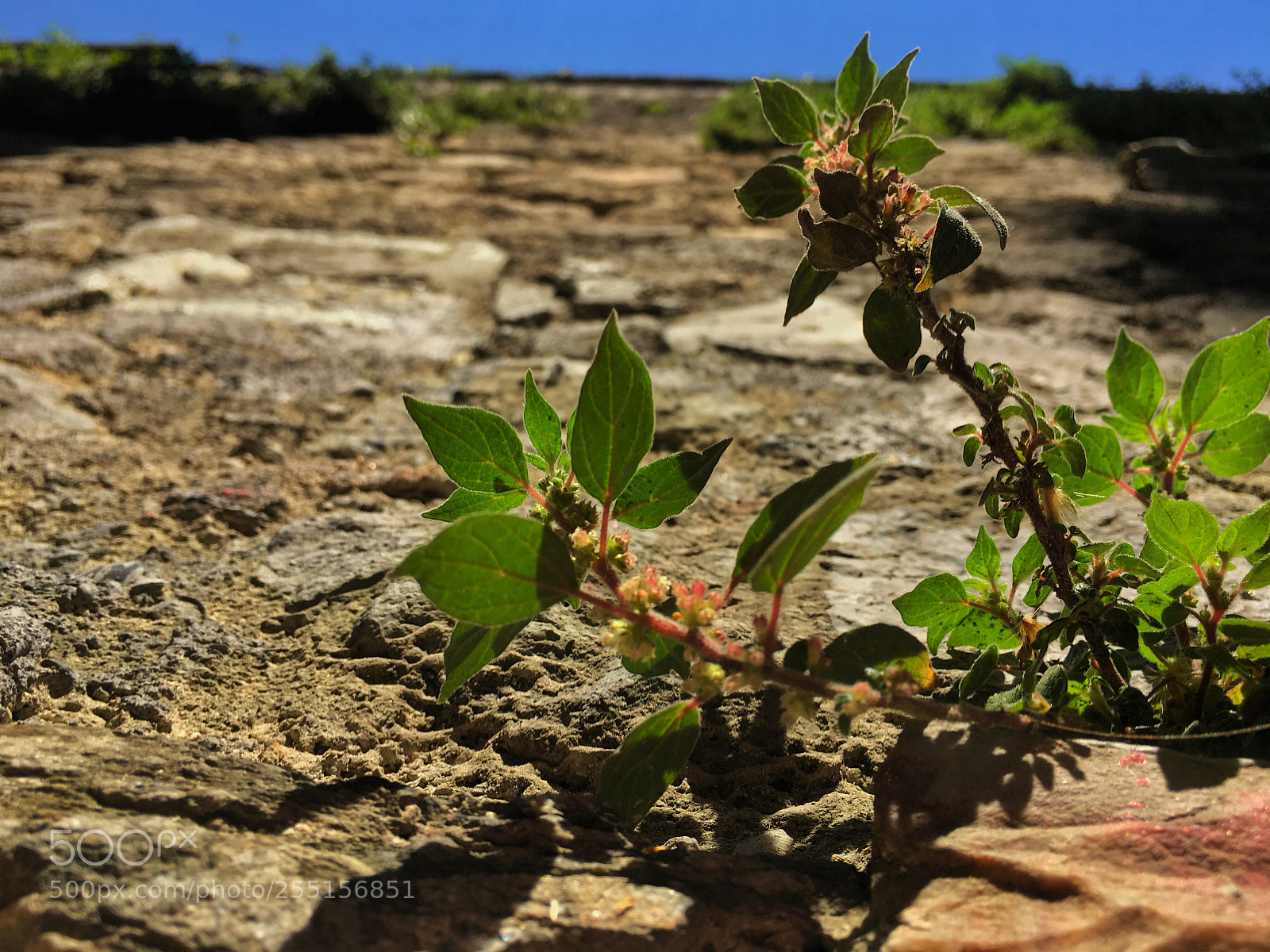 Apple iPhone 6s Plus sample photo. Green  photography