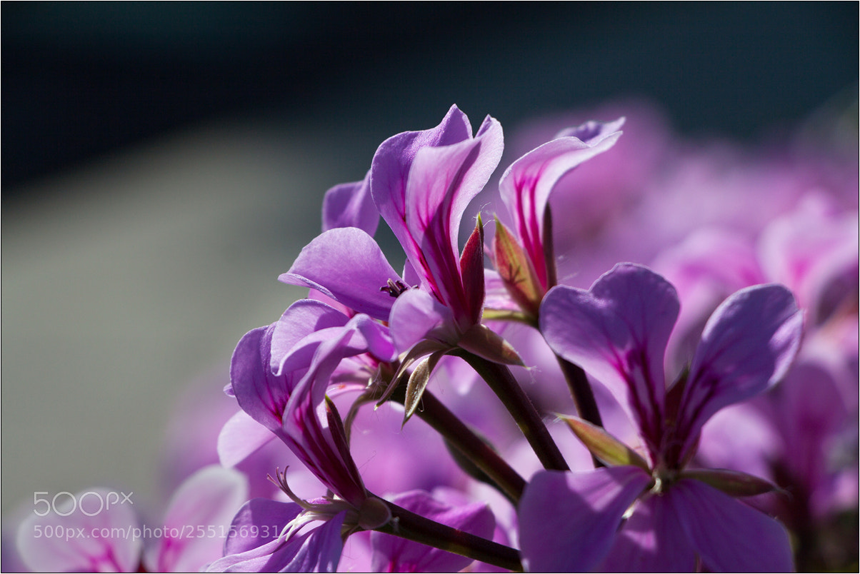 Canon EOS 50D sample photo. Ljubicice o6 photography