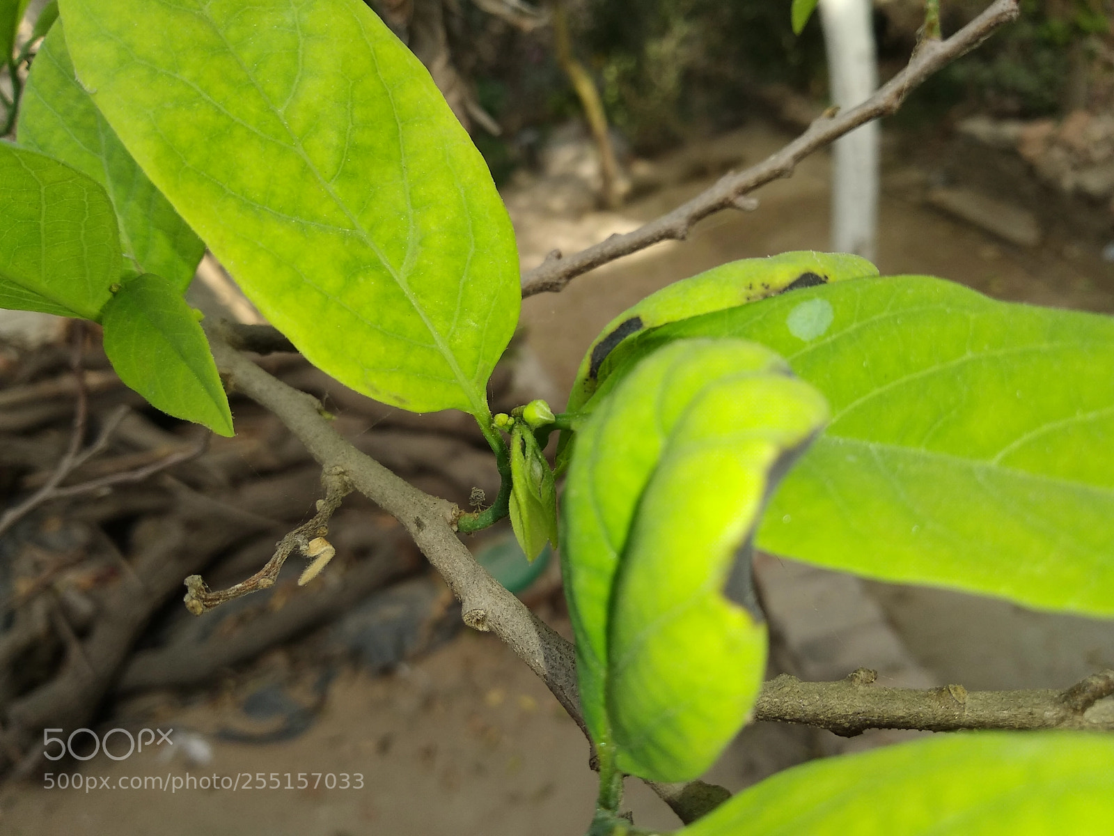 Xiaomi Redmi Note 5 sample photo. Untitled photography
